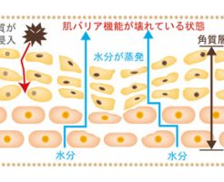 バリア機能